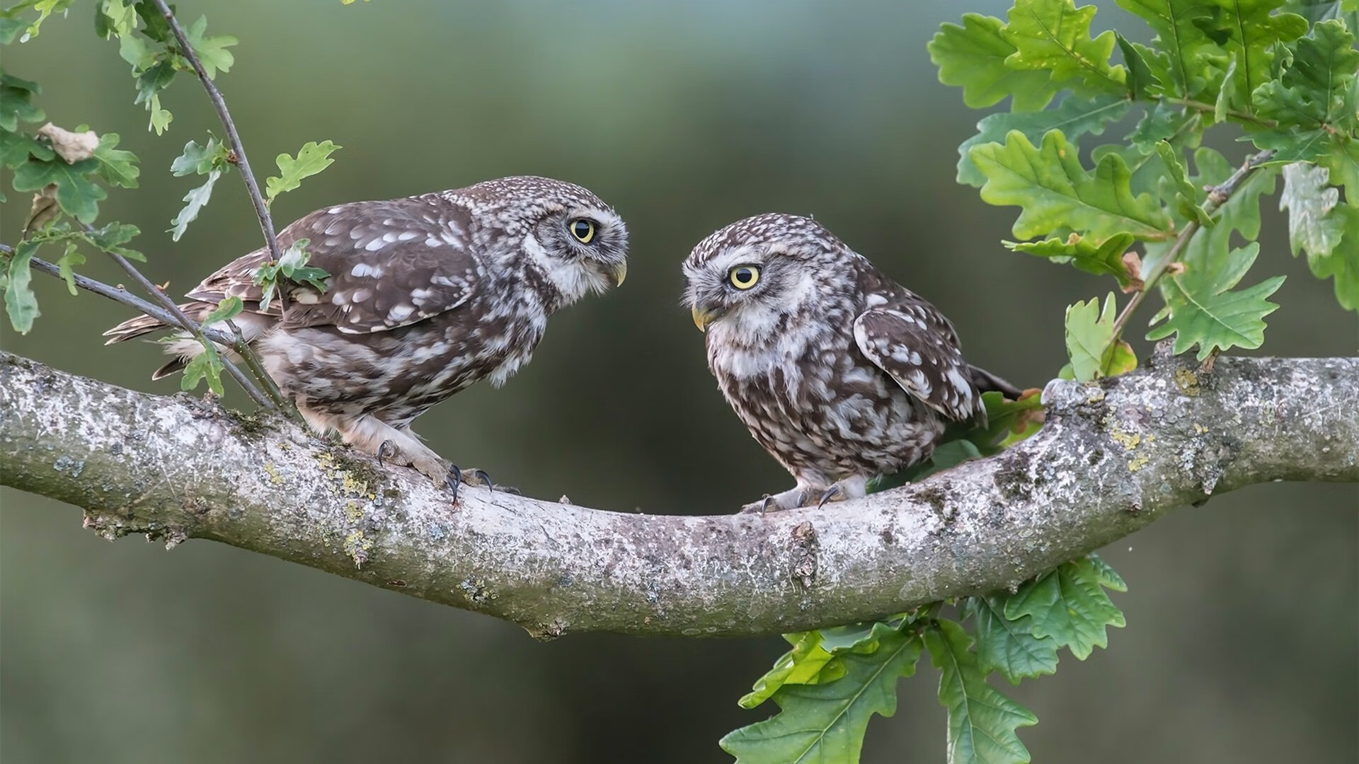 _体育迷超级粉丝节:互动体验让你嗨翻天_,体育宠粉季